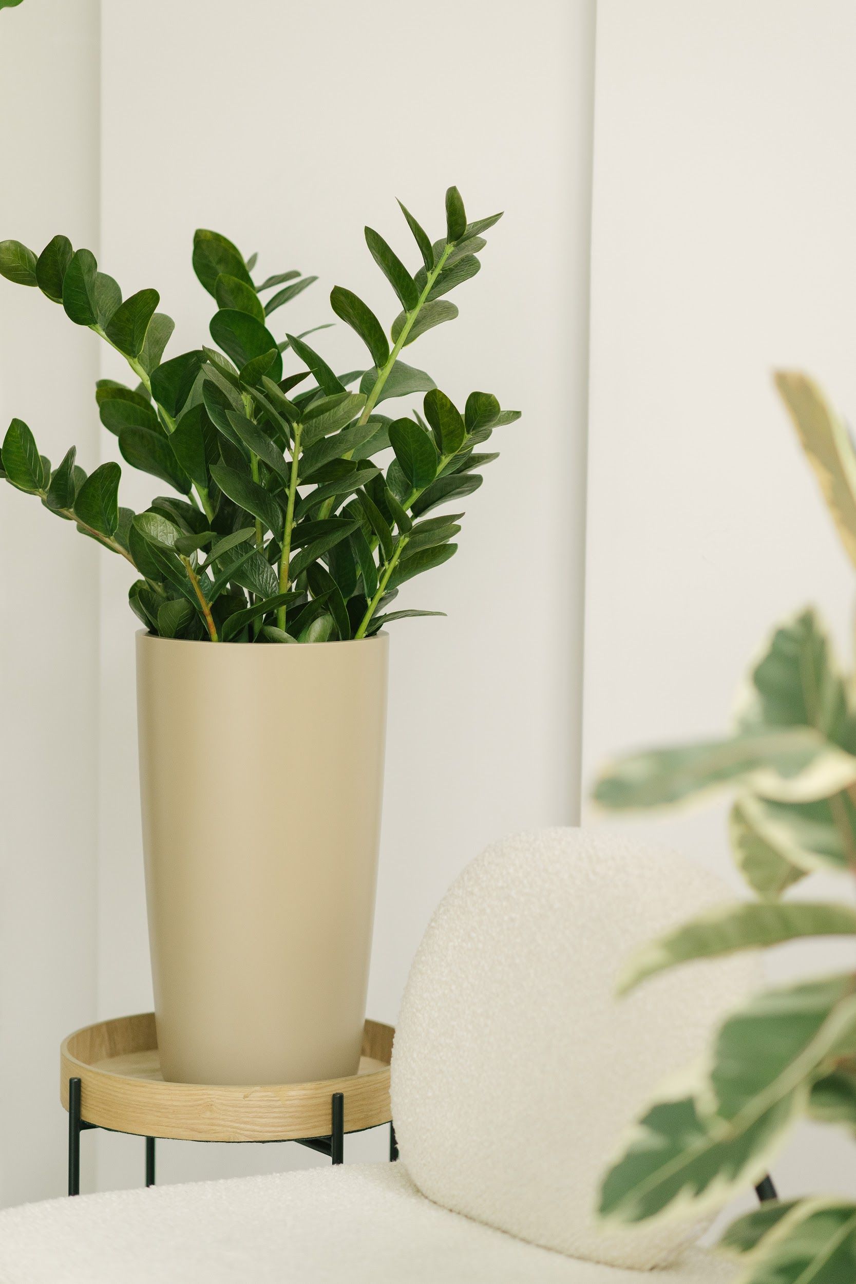 Conus taupe grey 1019