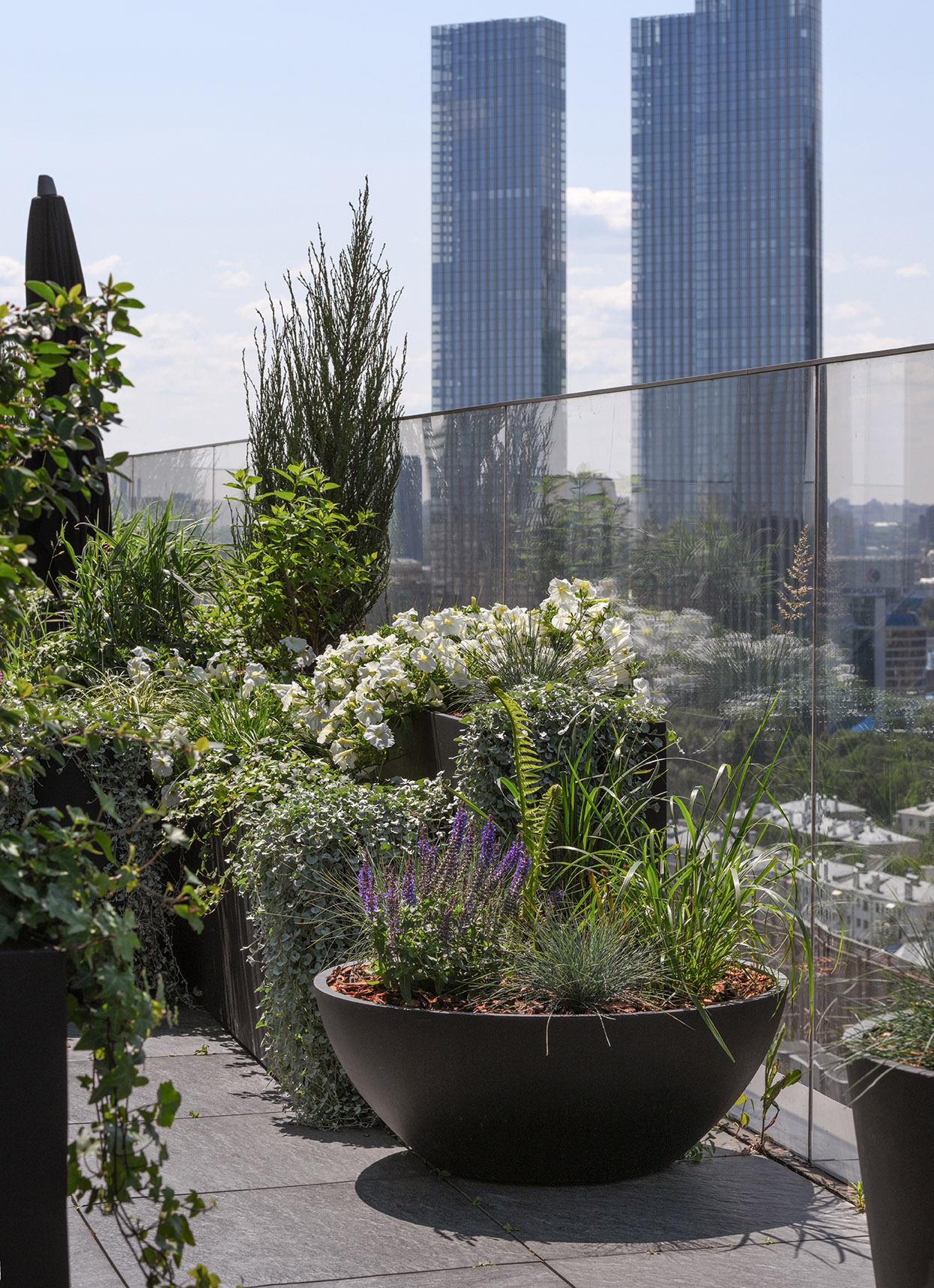 БОНСАЙ Неро