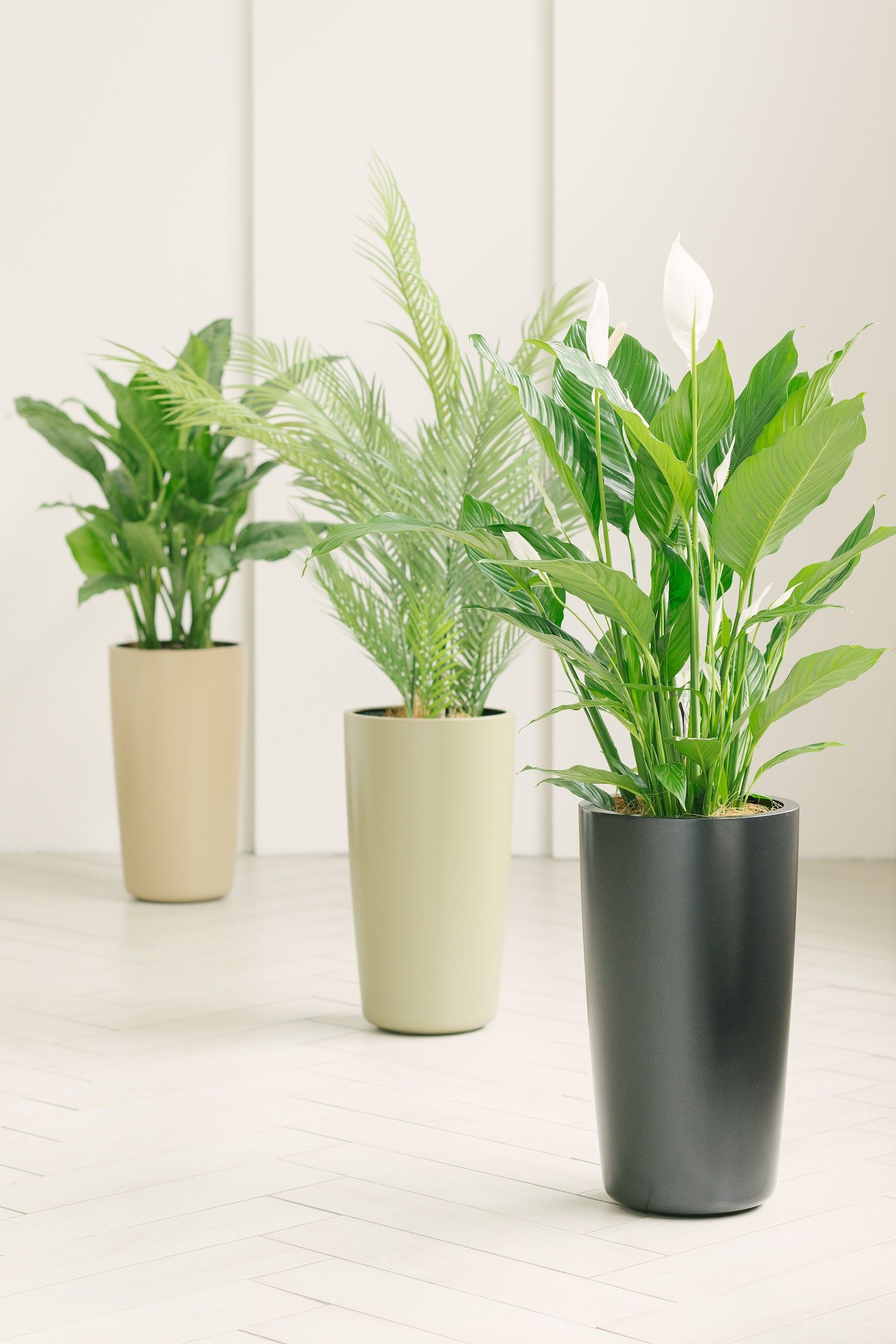 Conus forest grey 7034