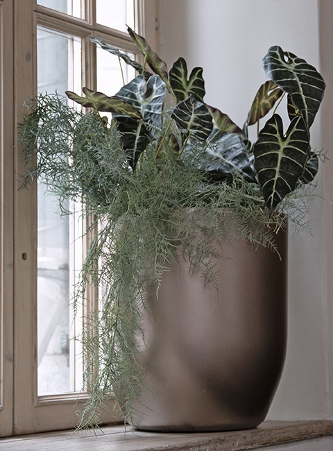 ЙАР Шампань